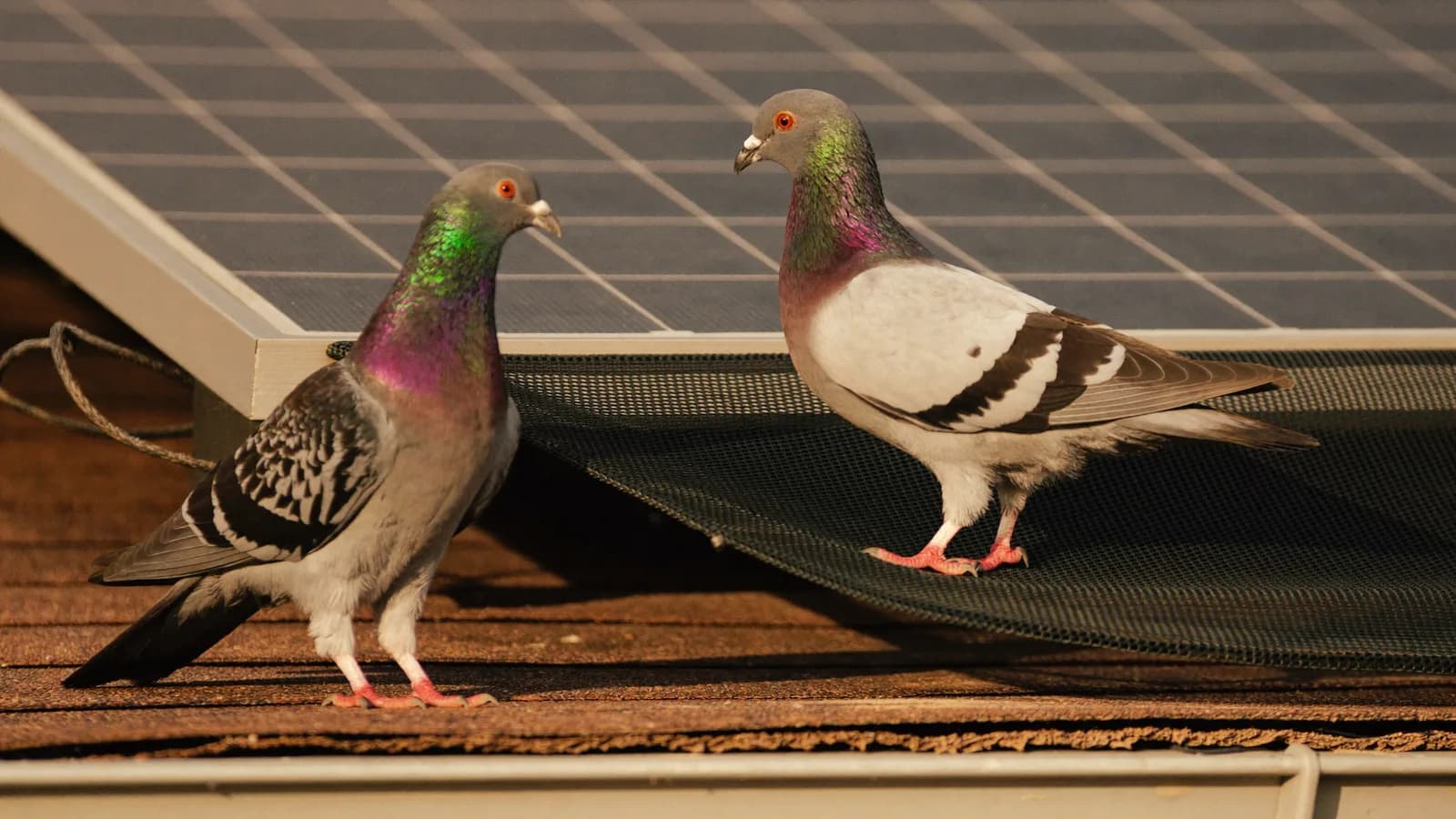 Solar Panel Bird Proofing Australia | $350–$700 to Save Thousands